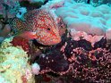 030504_Gota Soraya - Merou rouge - Dsc01658~